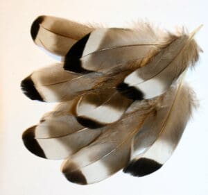 Bag Duck quill tipped feathers