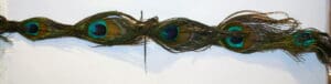 Peacock Feather Fringe eyes long ways