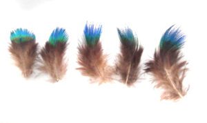 peacock plumage blue